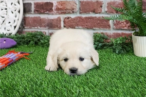 Golden Retriever Kiskutya - kép 4