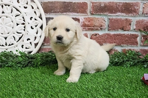 Golden Retriever Kiskutya - kép 2