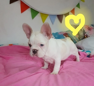 imádnivaló francia bulldog kölykök - kép 3