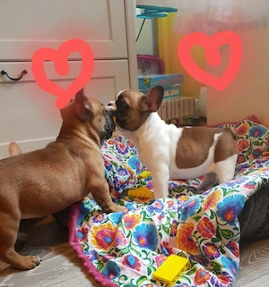 imádnivaló francia bulldog kölykök - kép 4