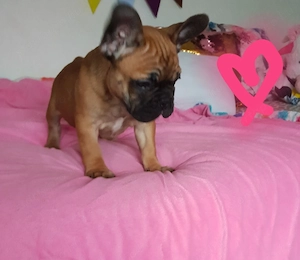 imádnivaló francia bulldog kölykök - kép 2