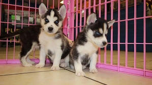 Törzskönyvezett szibériai husky kölykök - kép 3