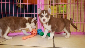 Törzskönyvezett szibériai husky kölykök