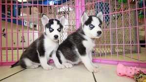 Törzskönyvezett szibériai husky kölykök - kép 2