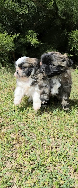 Shih-Tzu kiskutya eladó! - kép 4