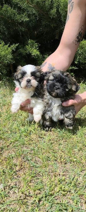 Shih-Tzu kiskutya eladó! - kép 3