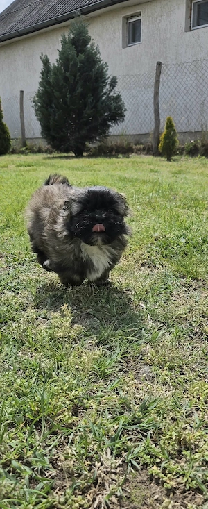 Shih-Tzu kiskutya eladó! - kép 2