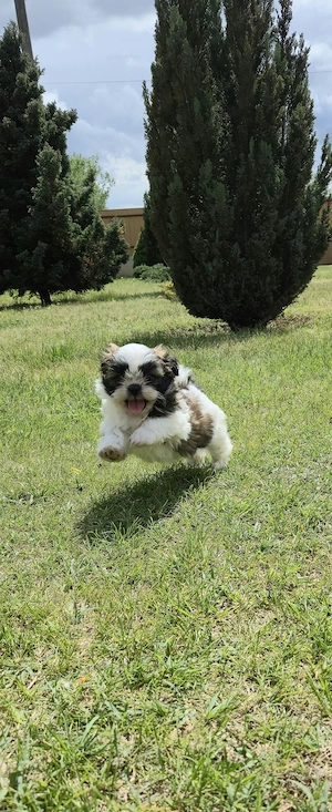 Shih-Tzu kiskutya eladó!