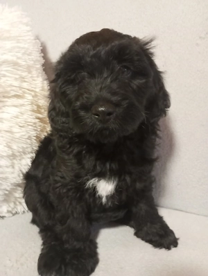 Maltipoo kölyök eladók - kép 2