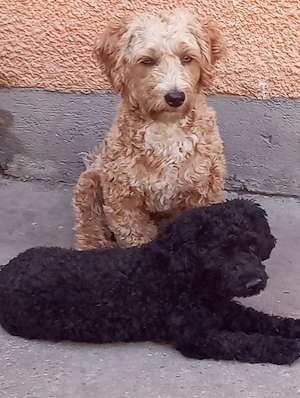 Maltipoo kölyök eladók - kép 5
