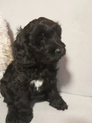 Maltipoo kölyök eladók - kép 4