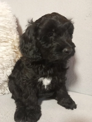 Maltipoo kölyök eladók - kép 3