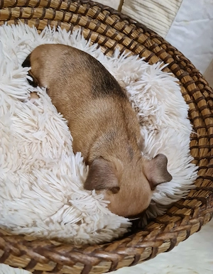 Csivava kiskutyák foglalhatók! - kép 2