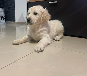 Golden Retriver kiskutya Golden Retriever - kép 2