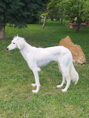 Saluki(perzsa agár) szuka - kép 4