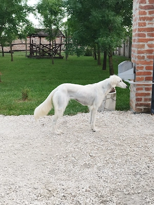 Saluki(perzsa agár) szuka