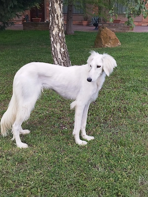 Saluki(perzsa agár) szuka - kép 3