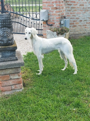 Saluki(perzsa agár) szuka - kép 2