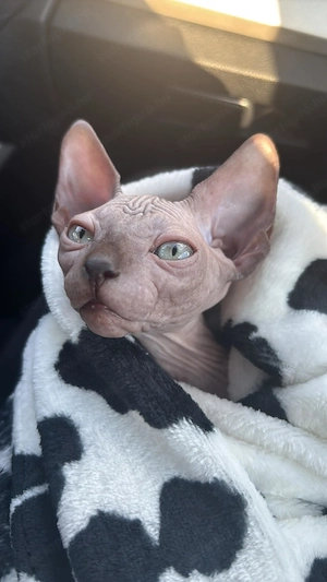 Sphynx cica - kép 2