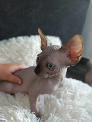 Sphynx cica - kép 3