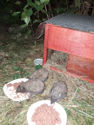 Bútor és süniházikó, illetve íróasztal azonnal eladó - kép 3