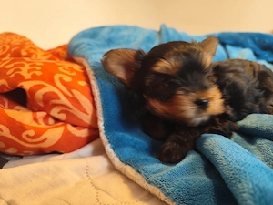 Yorkshire terrier mini kiskutyák eladók egy fiú és lány. - kép 2