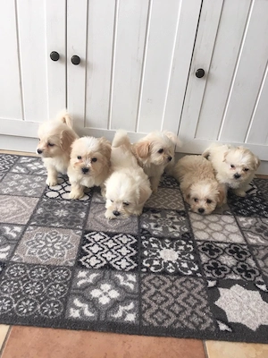 Maltipoo kiskutyák  - kép 2