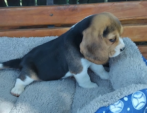 Szépséges Beagle kiskutyák  - kép 4