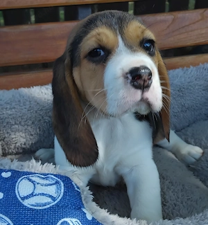 Szépséges Beagle kiskutyák  - kép 2