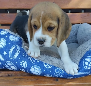 Szépséges Beagle kiskutyák  - kép 3