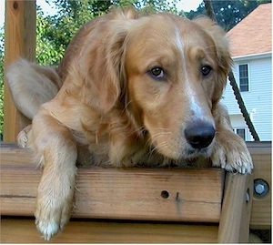 Golden Retriever - kép 3