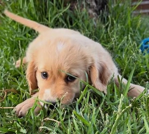 Golden Retriever - kép 2