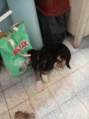 Eladó husky keverék fiú - kép 3