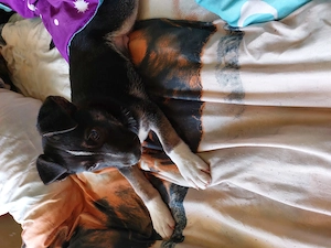 Eladó husky keverék fiú - kép 4