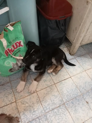 Eladó husky keverék fiú - kép 2
