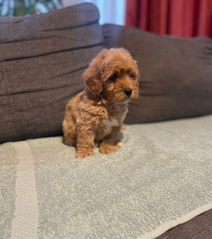 Maltipoo kiskutya - kép 2
