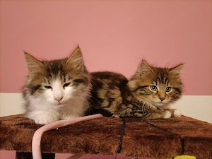 Törzskönyvezett szülőktől,maine coon kiscicák 