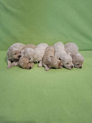 Maltipoo fajtatiszta jellegű kiskutyák foglalhatóak  - kép 2