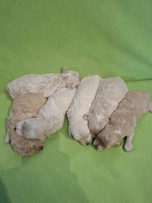 Maltipoo fajtatiszta jellegű kiskutyák foglalhatóak  - kép 4