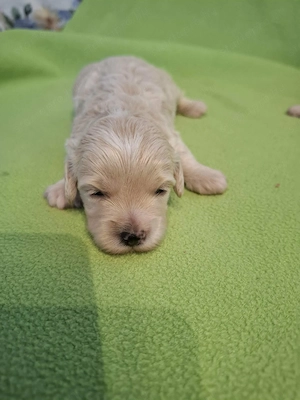Maltipoo fajtatiszta jellegű kiskutyák foglalhatóak 