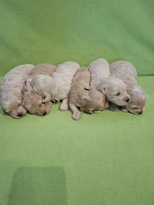 Maltipoo fajtatiszta jellegű kiskutyák foglalhatóak  - kép 3