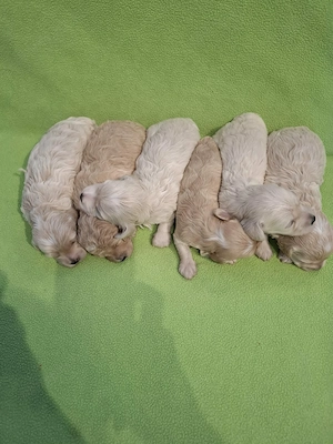 Maltipoo fajtatiszta jellegű kiskutyák foglalhatóak  - kép 5