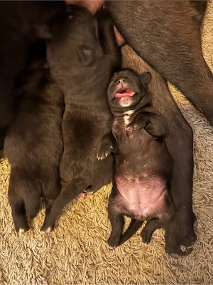 Cane corso babák - kép 3