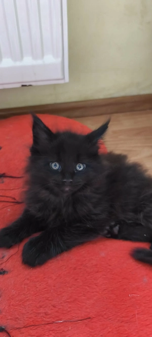 Maine Coon fajtajellegű kiscicák - kép 4