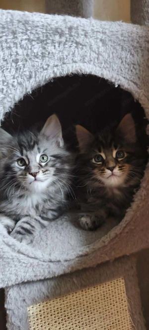 Maine Coon fajtajellegű kiscicák - kép 2