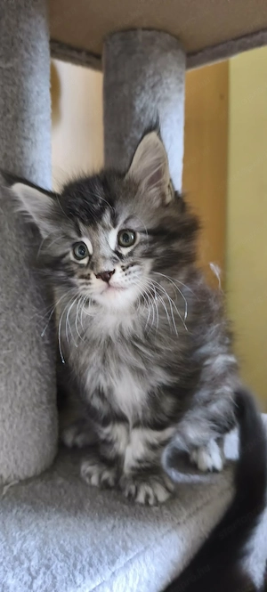 Maine Coon fajtajellegű kiscicák - kép 7