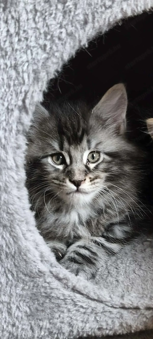 Maine Coon fajtajellegű kiscicák - kép 5