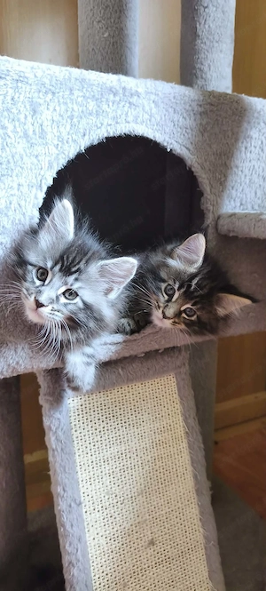 Maine Coon fajtajellegű kiscicák