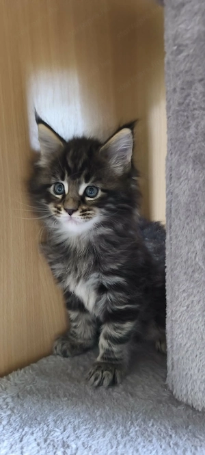 Maine Coon fajtajellegű kiscicák - kép 8
