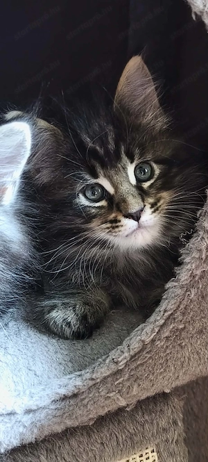 Maine Coon fajtajellegű kiscicák - kép 6